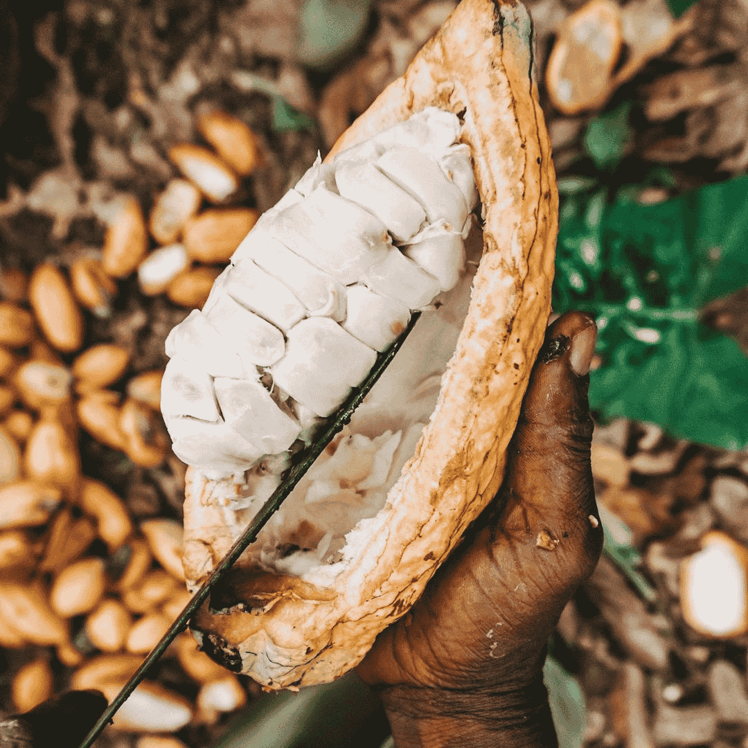 Amanase Pralinen, Nüsse und Früchte aus Ghana - Handmade, Bio, Vegan, Fair